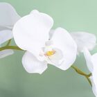 Arranjo Com Três Orquídeas Artificiais No Vaso De Vidro | For